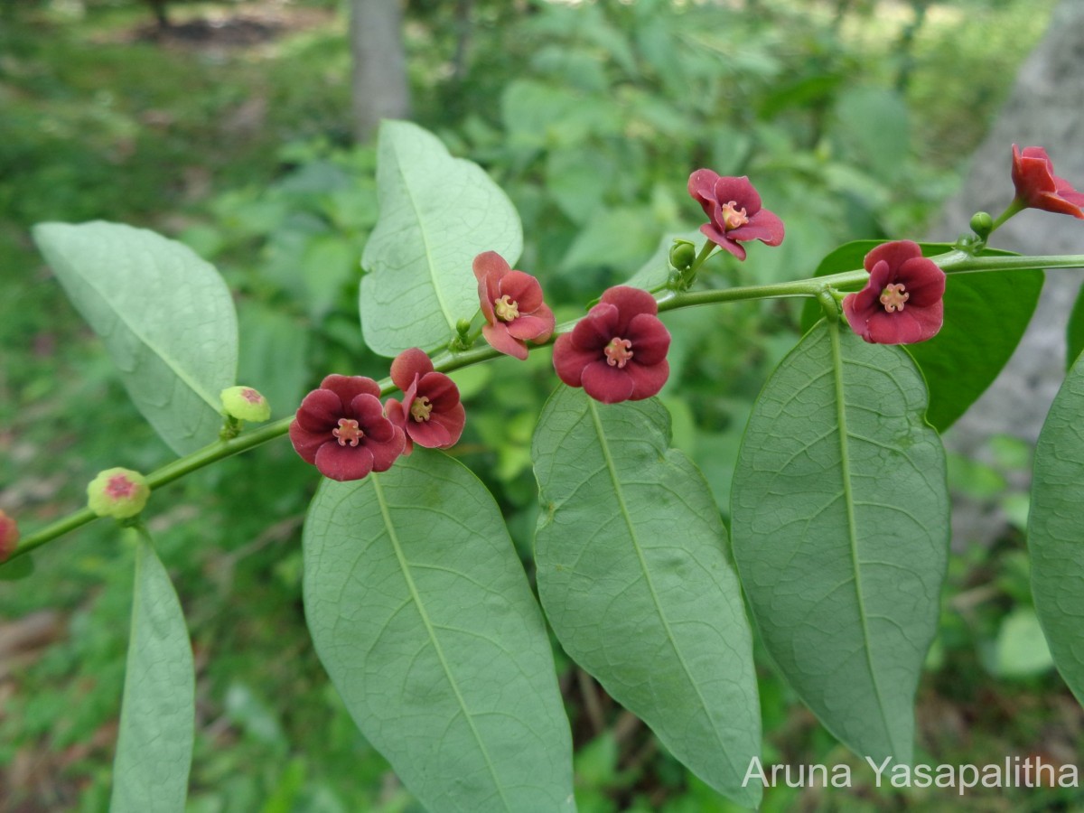 Breynia androgyna (L.) Chakrab. & N.P.Balakr.